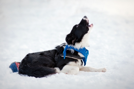 black dog howling in winterの写真素材
