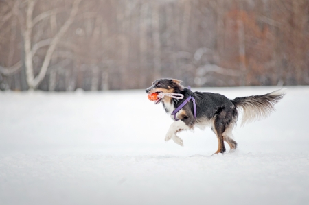 Blue Border collie dog running fast  with toy in winterの写真素材