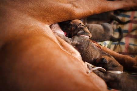 Newborn cute little puppy eating mothers milkの写真素材