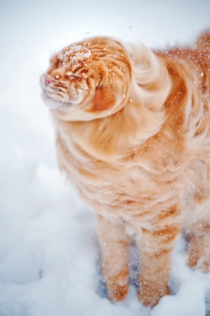 red young Maine Coon, shakes off the snowの写真素材