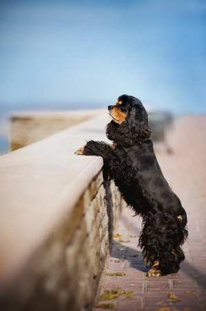 american cocker spaniel stay on sky backgroundの写真素材