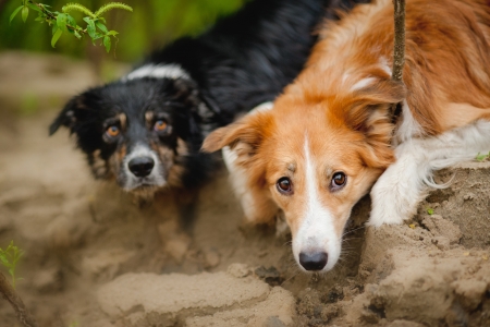Two cute dog border collie lying portraitの写真素材