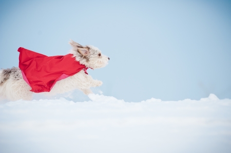 funny curly  hero dog wearing the red cloak running fast on blue sky backgroundの写真素材