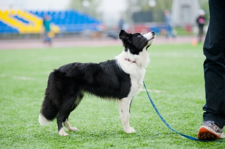 smart border collie dog stands near his owner
