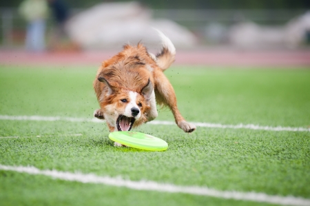 border collie catching disc in jump in competitionsの写真素材