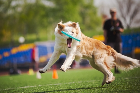 border collie dog catching the flying disc in jumpの写真素材