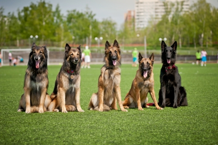 Five cute Belgian Shepherd dogs sitting togetherの写真素材