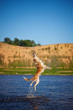 Happy border collie dog jumping up in the waterの写真素材
