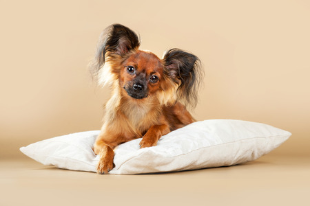 Puppies Russian toy terrier on a light brown backgroundの写真素材