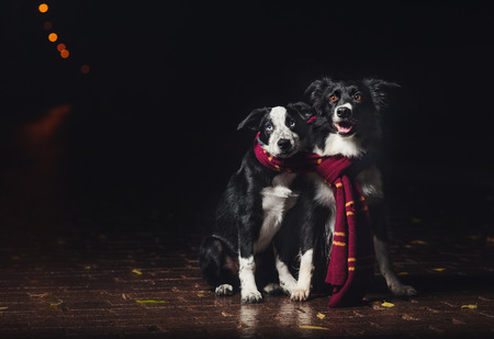two dogs border collies in scarf on black background