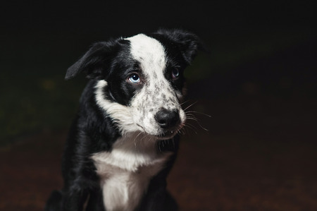 sad puppy border collies on black backgroundの写真素材