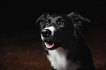 happy dog border collies on black backgroundの写真素材