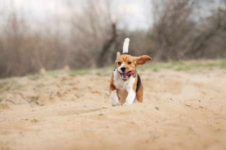 Beagle happy young dog running in springの写真素材