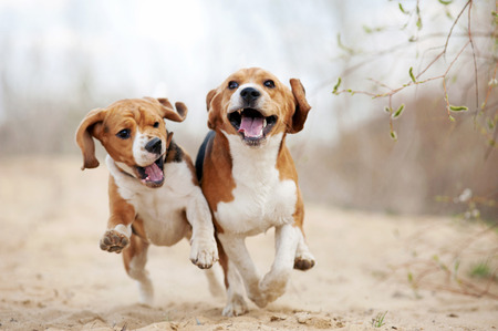 Two funny beagle dogs running in spring togetherの写真素材