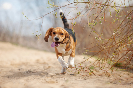 Funny young beagle dog running in springの写真素材