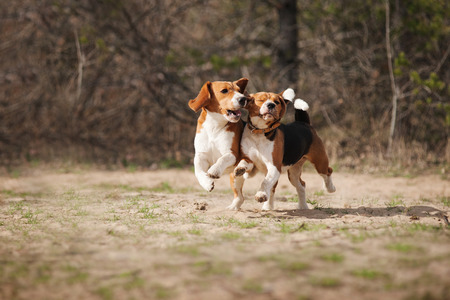 funny beagle dogs running together in springの写真素材