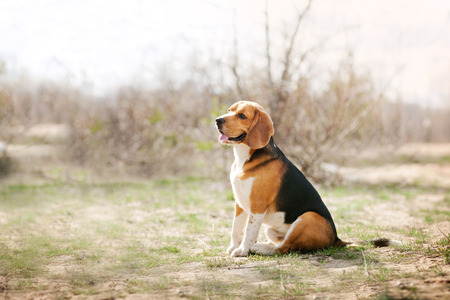 Funny young beagle dog sitting in springの写真素材