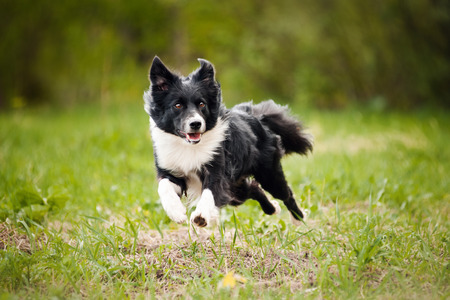 Young border collie dog running in the summerの写真素材