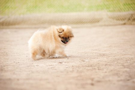 Small Pomeranian Spitz puppy walking in summerの写真素材
