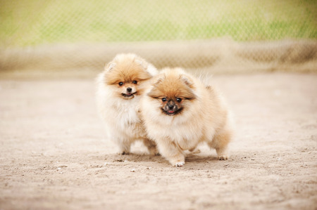 Two small Pomeranian Spitz puppies playing outdoorsの写真素材
