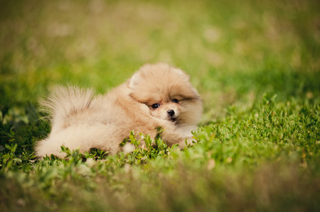 Small Pomeranian puppy lying in the green grassの写真素材