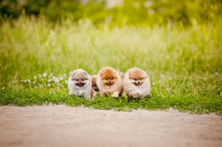 Three small Pomeranian puppies walking in the green grassの写真素材