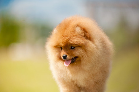 Small Pomeranian Spitz puppy portrait in summerの写真素材