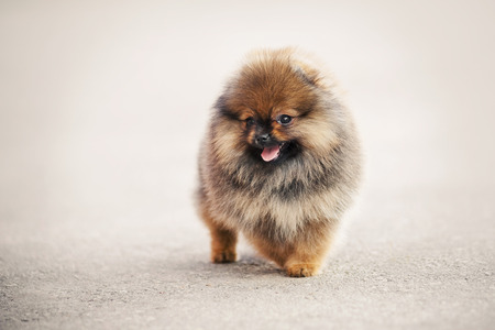 Pomeranian Spitz puppy portrait on beige backgroundの写真素材
