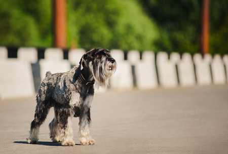 dreamy bearded Schnauzer standing at bridge in summer