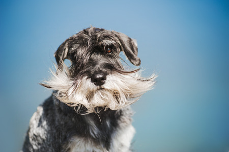 dreamy bearded Schnauzer on a blue outdoors backgroundの写真素材