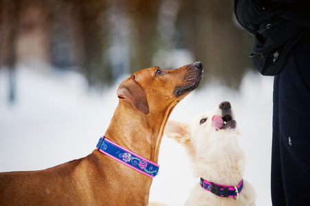 Rhodesian Ridgeback and purebreed dog training in winterの写真素材