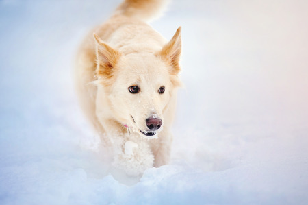 Lovely funny purebreed dog running with toy in winterの写真素材