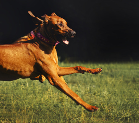 Lovely Rhodesian Ridgeback dog running in summerの写真素材