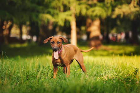 Lovely Rhodesian Ridgeback dog walking in summerの写真素材