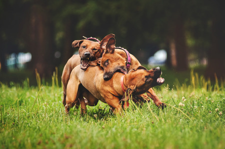 Rhodesian Ridgeback dogs playing together in summerの写真素材