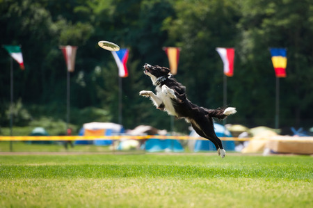 Border collie dog is jumping in summerの写真素材
