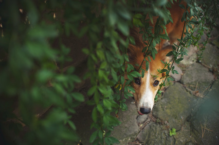Red border collie looking from bottom at camera, summerの写真素材