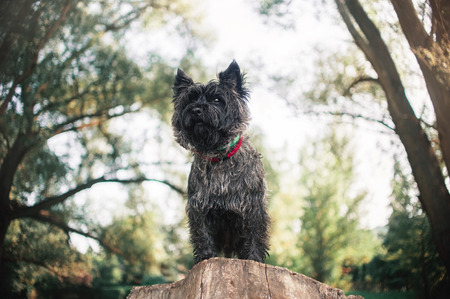 Cute Cairn Terrier dog, portrait close on sky backgrondの写真素材