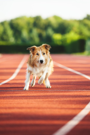 Dog running at sport stadium in summerの写真素材