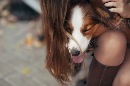 border collie dog lying on the lap of a girl under her hairの写真素材
