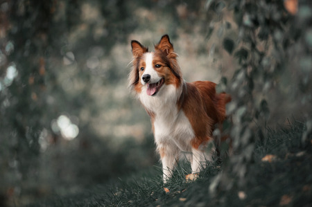 Proud red border collie dog in a dark forestの写真素材