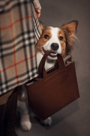 cute border collie dog holds a bag in his mouthの写真素材