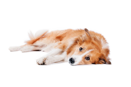 tired red Border Collie dog lying on a white backgroundの写真素材