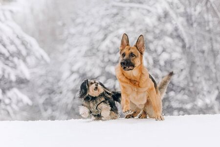 Two dogs running in the winter forest