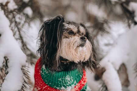 Mixbreed little dog sits in the winter forestの写真素材