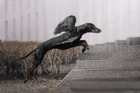 black hound dog jumping in the cityの写真素材