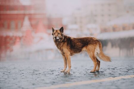 Chocolate dog in rainy city on background of buildings