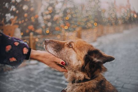 Chocolate dog in woman's hands with golden lights on new year's backgroundの写真素材