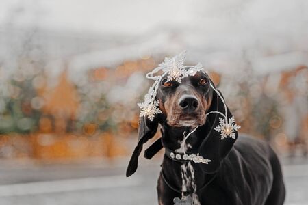 Black dog with big snowflakes on headon on light backgroundの写真素材