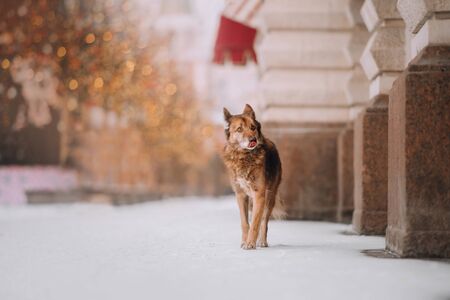 Chocolate dog walking on the street in winter on background of golden lightsの写真素材